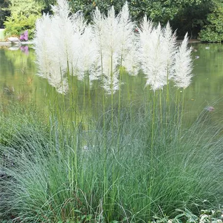 Cortaderia selloana 'Alba'