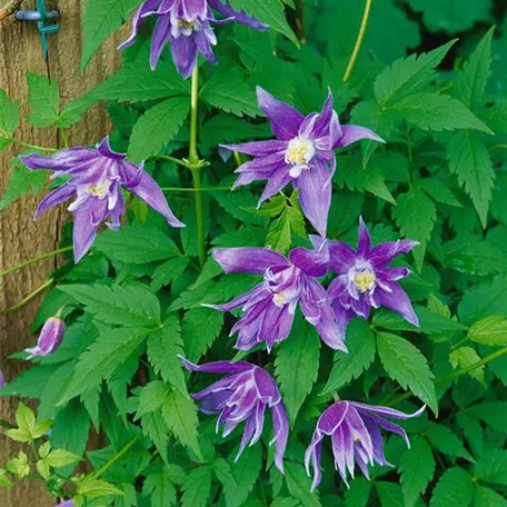 Clematis macropetala 'Big Bird'