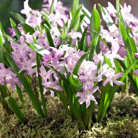 Chionodoxa forbesii 'Pink Giant'