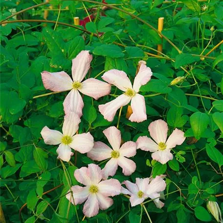 Clematis viticella 'Little Nell'