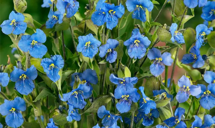 Nelkenblättrige Tagblume