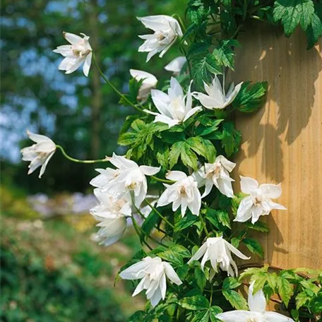 Clematis macropetala 'Broughton Bride'