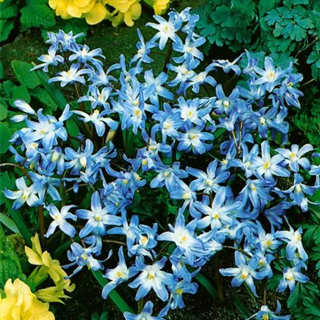 Chionodoxa luciliae