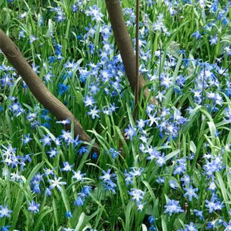 Chionodoxa nana