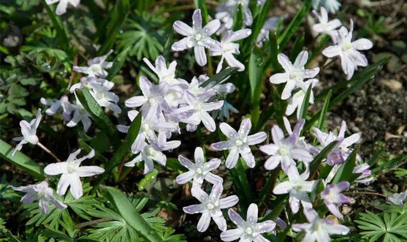 Chionodoxa luciliae 'Rosea'