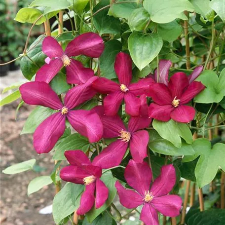 Clematis viticella 'Margot Koster'