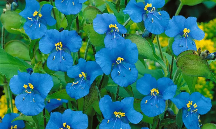 Commelina dianthifolia 'Electric Blue'