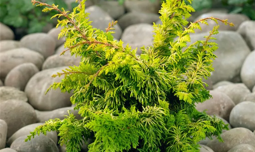 Hinoki-Scheinzypresse 'Compact Fernspray'