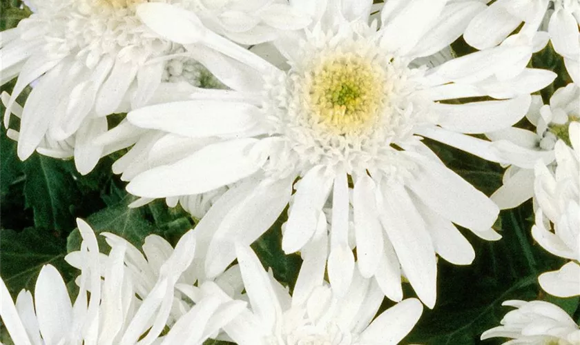 Chrysanthemum indicum 'Schneesturm'