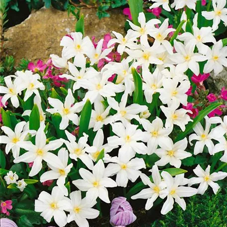 Chionodoxa luciliae 'Alba'