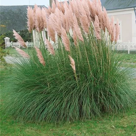 Cortaderia selloana 'Flamingo'