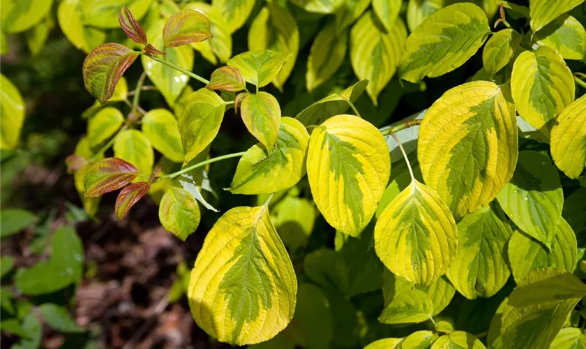 Gelbbunter Zwerg-Etagenhartriegel 'Golden Shadows'®