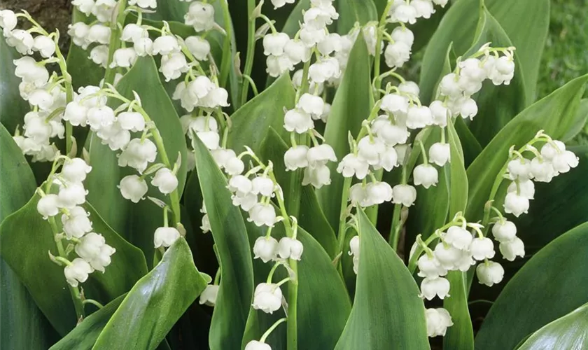 Garten-Maiglöckchen 'Grandiflora'