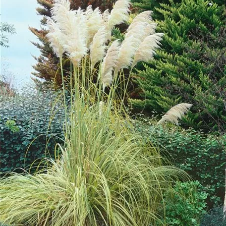 Cortaderia selloana 'Mini Goldpampas'