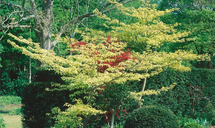 Cornus controversa 'Candle Light'