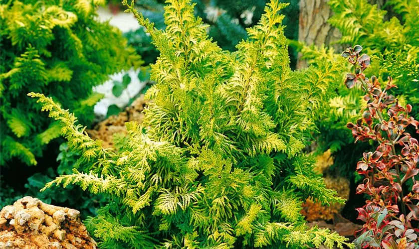 Scheinzypresse 'Fernspray Gold'