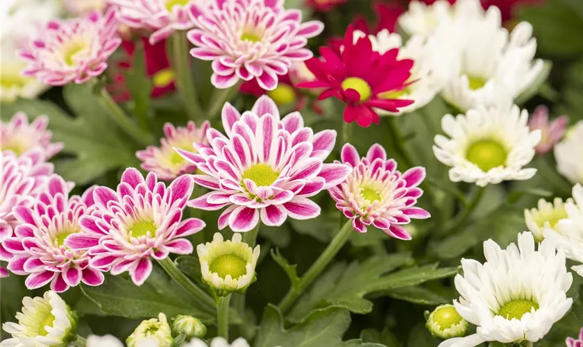 Chrysanthemum indicum 'Stream'