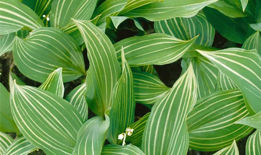 Garten-Maiglöckchen 'Albostriata'