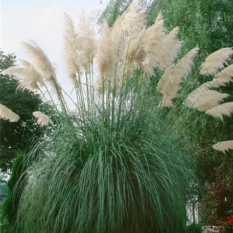 Cortaderia selloana 'Monstrosa'