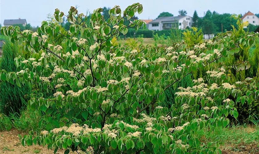 Kissen-Pagodenhartriegel 'Green Carpet'