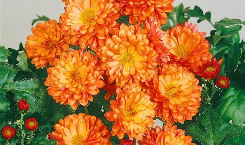 Chrysanthemum indicum 'Tictac'