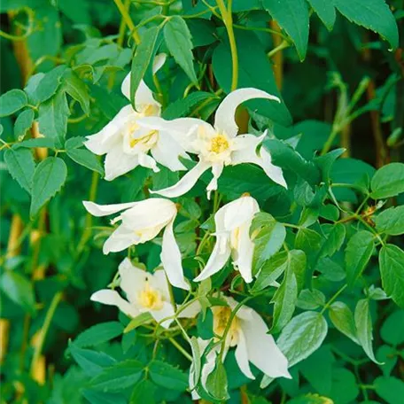 Clematis macropetala 'White Swan'