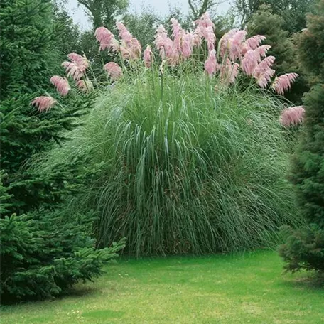 Cortaderia selloana 'Roi des Roses'