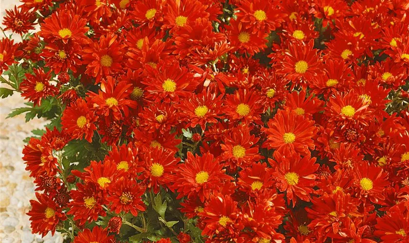 Chrysanthemum indicum 'Tobago'