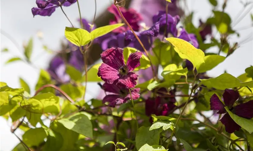 Italienische Waldrebe 'Rubra'