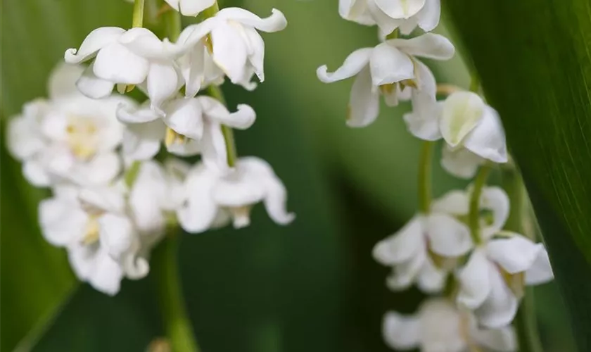 Convallaria majalis 'Pleniflora'