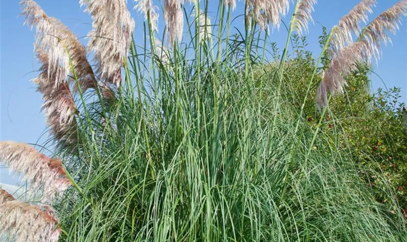 Cortaderia selloana 'Scarlet Wonder'®