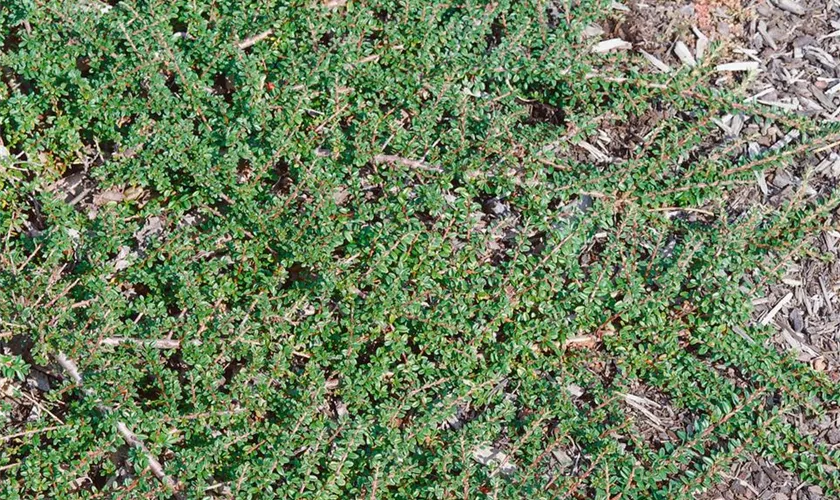 Cotoneaster conspicuus