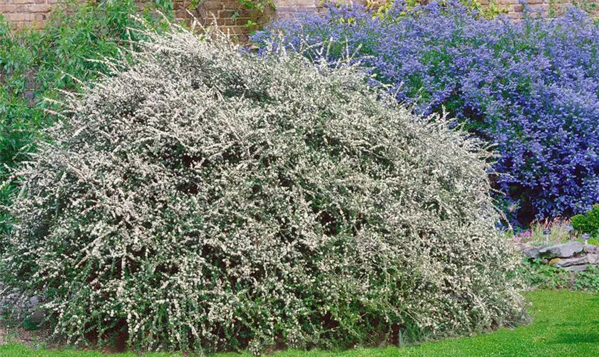 Cotoneaster conspicuus 'Red Glory'