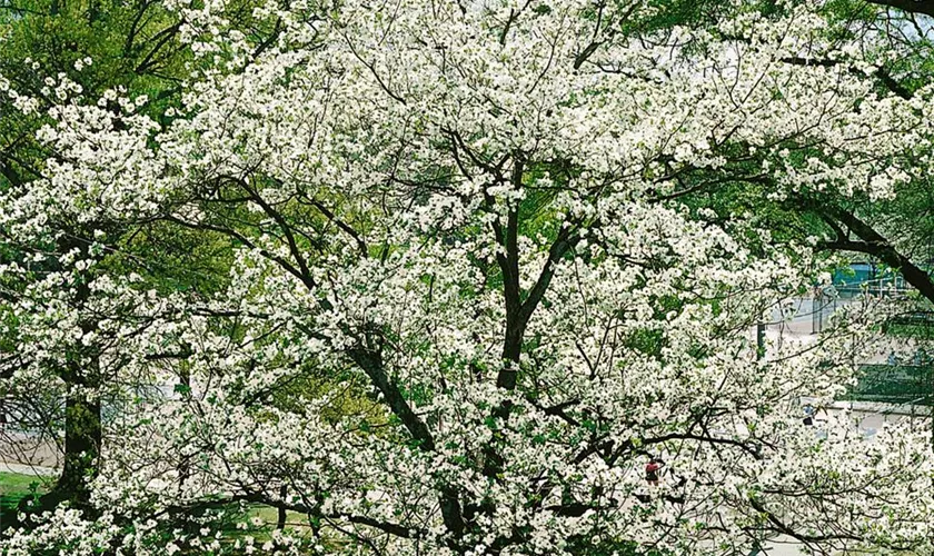 Cornus florida 'Alba Plena'