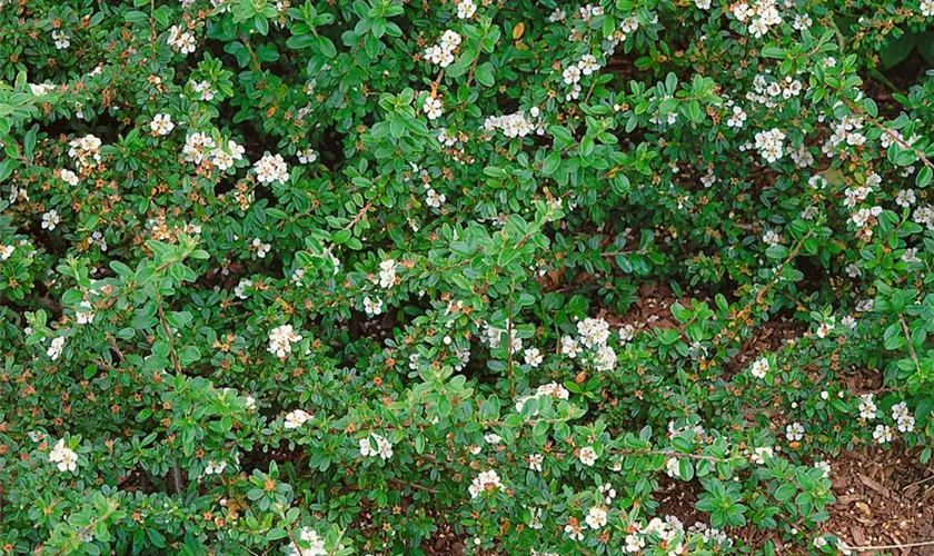 Cotoneaster conspicuus 'Tiny Tim'