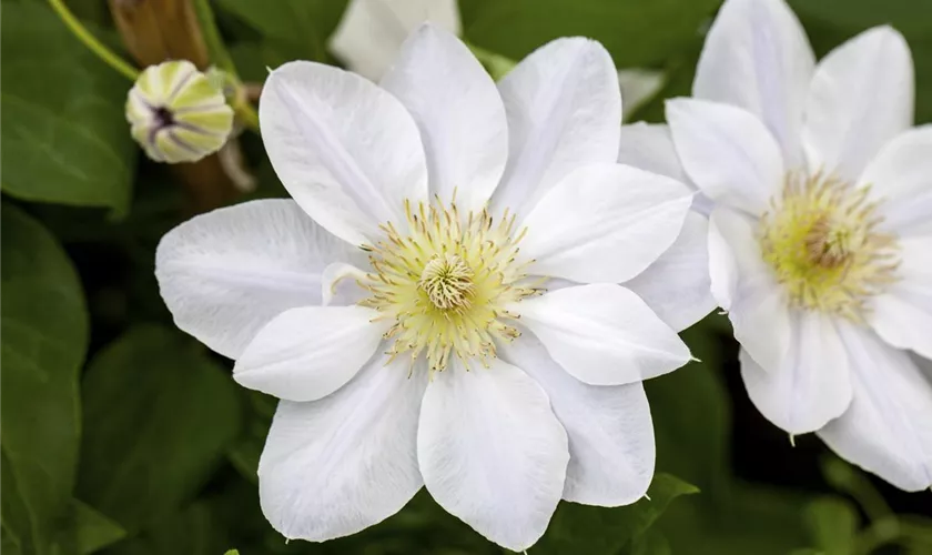 Waldrebe 'Chantilly'