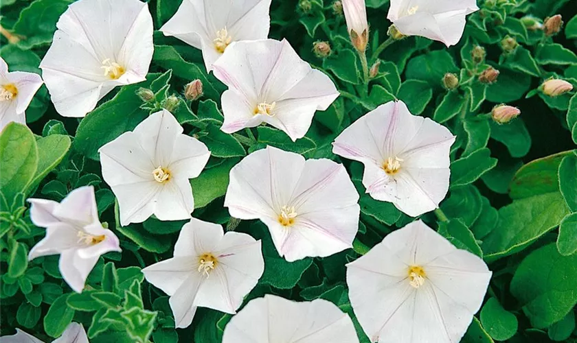 Convolvulus arvensis