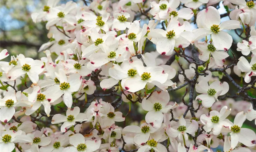 Cornus florida 'Appalachian Spring'