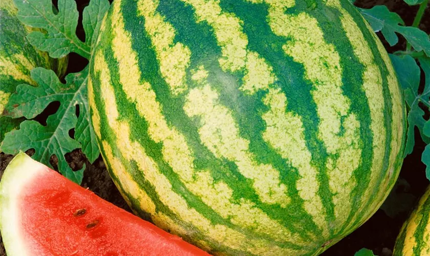 Wassermelone 'Crimson Sweet'