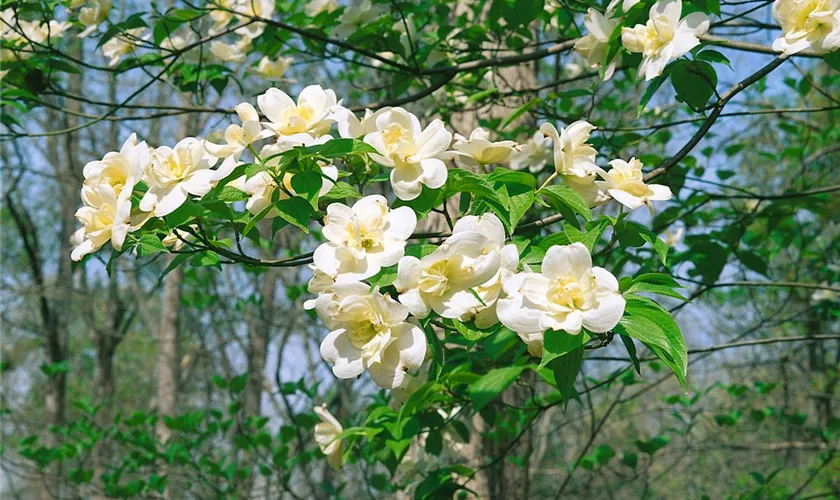 Cornus florida 'Pluribracteata'