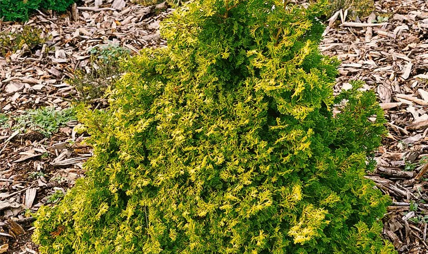 Hinoki-Scheinzypresse 'Aurea'