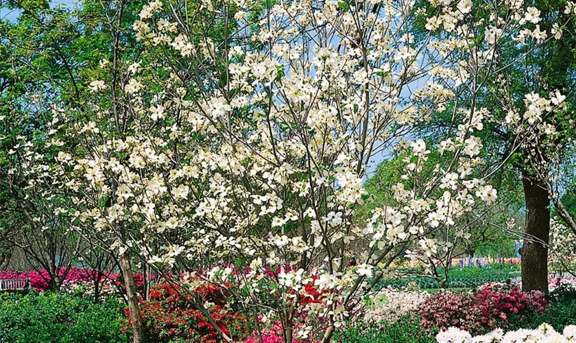 Cornus florida 'Cherokee Princess'