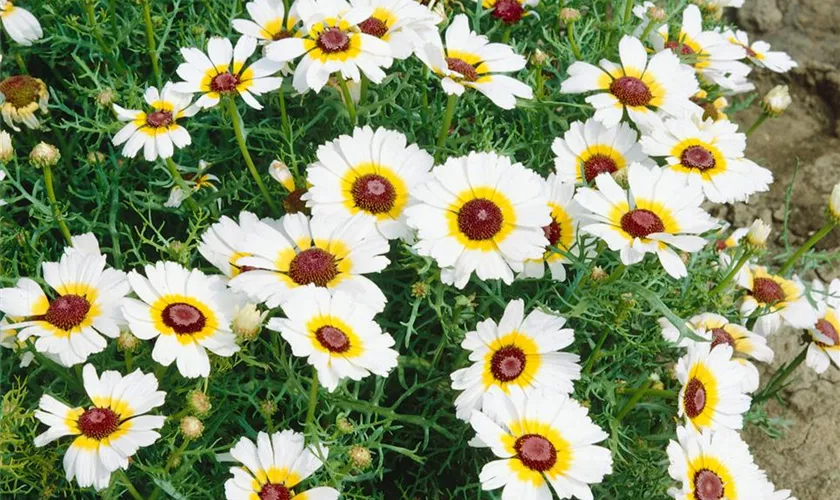 Chrysanthemum indicum 'Yin Yang'