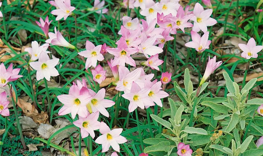 Freiland Amaryllis 'Rosea'