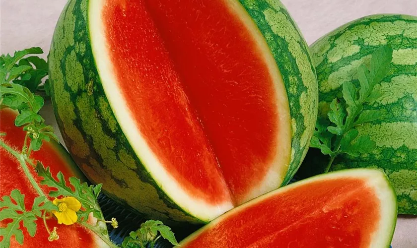 Wassermelone 'Ingrid'