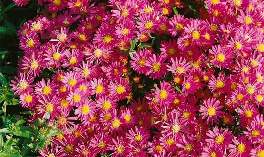 Multiflora-Chrysantheme 'Aduro'