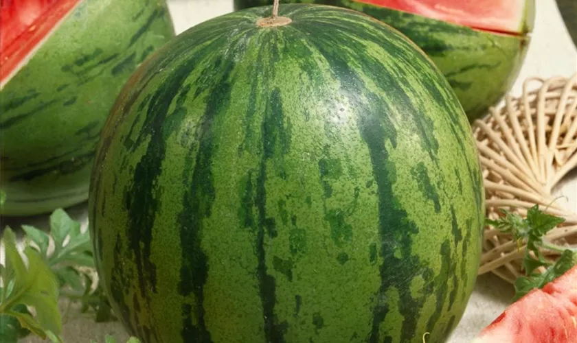 Wassermelone 'Mini Love'