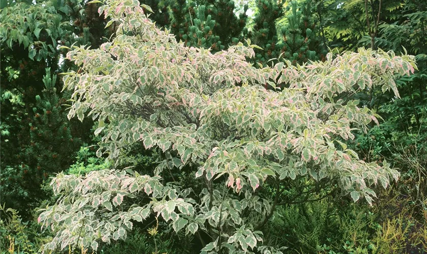 Cornus florida 'Daybreak'