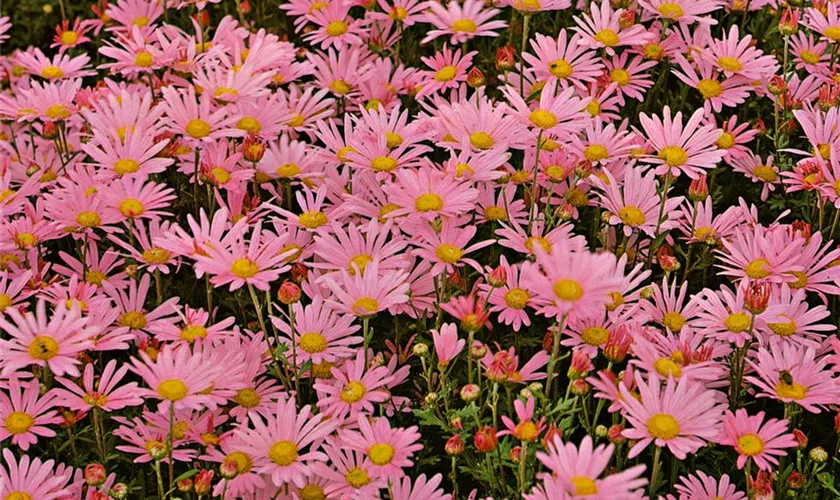 Multiflora-Chrysantheme 'Aviva'