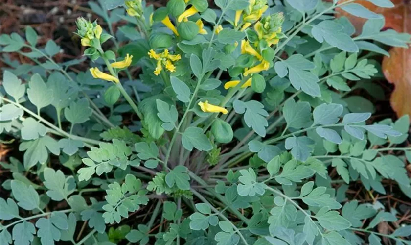 Corydalis 'Canary Feathers'®